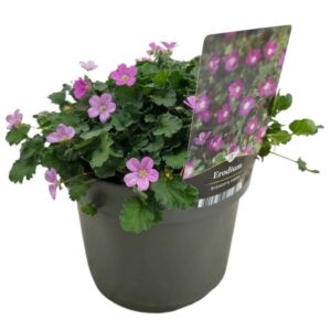 Erodium variabile Bishop's Form