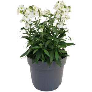 Erysimum Leya White