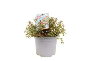 Escallonia Red Dream