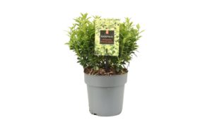 Euonymus japonicus Microphyllus Aureovariegatus