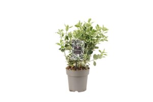 Euonymus japonicus Kathy