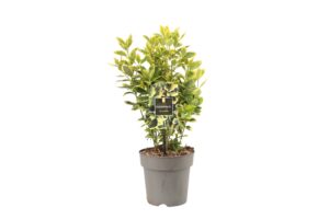 Euonymus japonicus Marieke