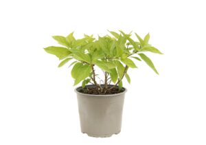 Hydrangea paniculata Little Spooky