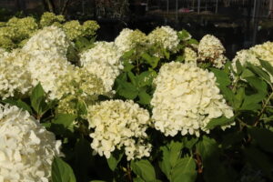 Hydrangea paniculata Little Spooky