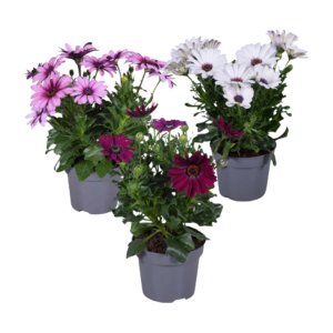 Spaanse Margriet in kleuren