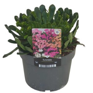 Lewisia Mountain Dreams