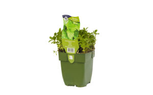 Mentha spicata Moroccan