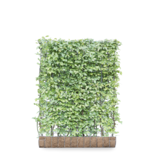 Carpinus betulus Kant-en-Klaar Haag