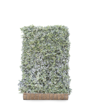 Hedera helix Glacier Kant-en-Klaar Haag