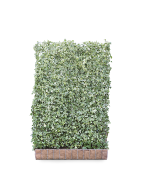Hedera helix White Ripple Kant-en-Klaar Haag