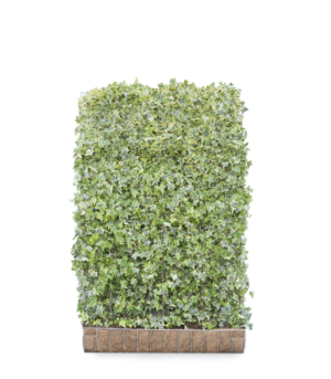 Hedera helix Goldchild Kant-en-Klaar Haag