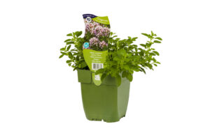 Origanum vulgare Compactum