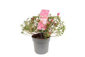 Rhododendron japonica Anouk