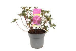 Rhododendron japonica Königstein