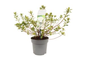 Rhododendron japonica Pleasant White
