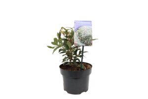 Sarcococca hookeriana Wintergem