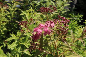 Spiraea japonica Genpei