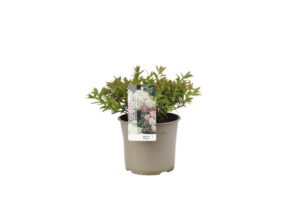 Spiraea japonica Genpei