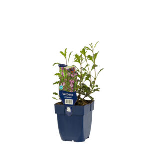 Verbena officinalis Bampton