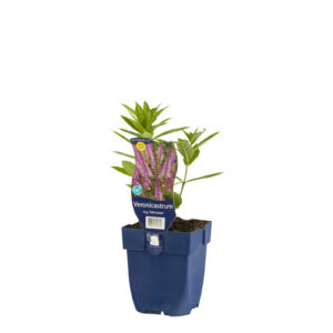 Veronicastrum virginicum Adoration