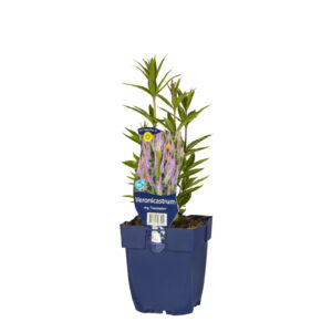 Veronicastrum virginicum Fascination