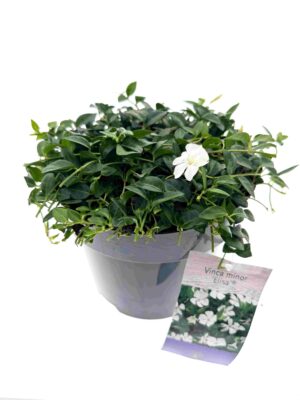 Vinca minor Elisa