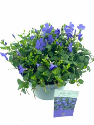 Vinca minor Marie