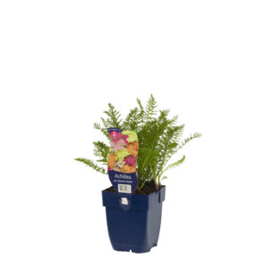 Achillea millefolium Summer Pastels