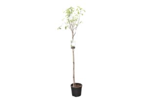 Amelanchier lamarckii