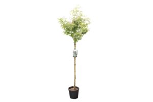 Crataegus media Paul's Scarlet
