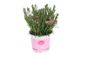 Dianthus Pink Kisses