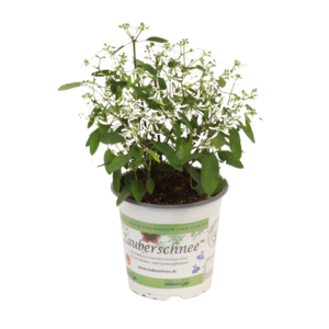 Euphorbia Diamond Frost