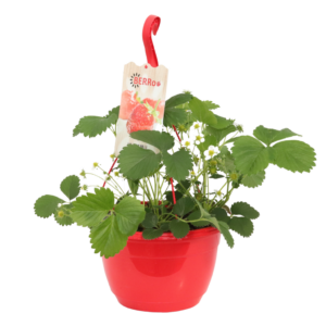 Aardbeien in hangpot