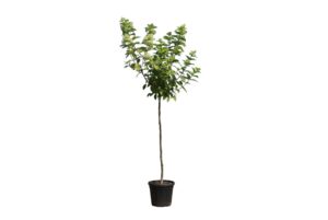 Hydrangea paniculata Phantom