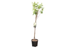 Hydrangea paniculata Silver Dollar