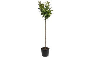 Magnolia Susan