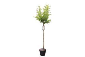 Magnolia stellata