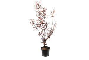 Prunus cerasifera Nigra