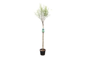 Prunus eminens Umbraculifera