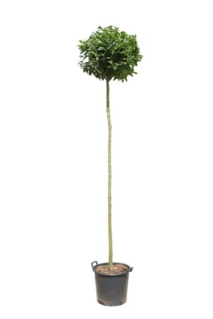 Prunus lusitanica Angustifolia