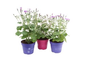 Senecio senetti in kleuren