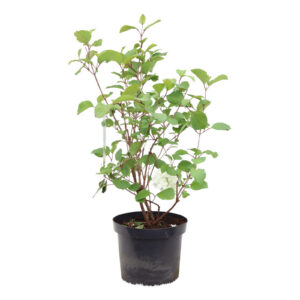 Viburnum plicatum Grandiflorum