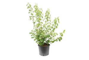 Viburnum plicatum St. Keverne