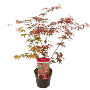 Acer palmatum Atropurpureum