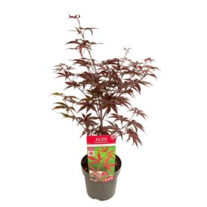 Acer palmatum Bloodgood