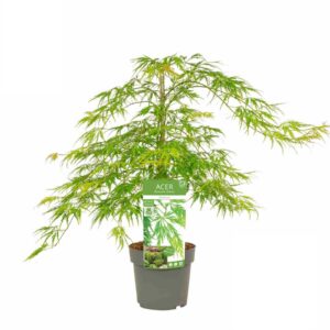 Acer palmatum Dissectum