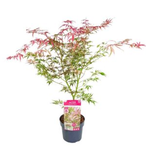 Acer palmatum Extravaganza