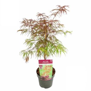 Acer palmatum Garnet