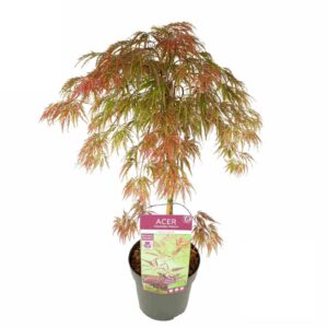 Acer palmatum Inaba-shidare