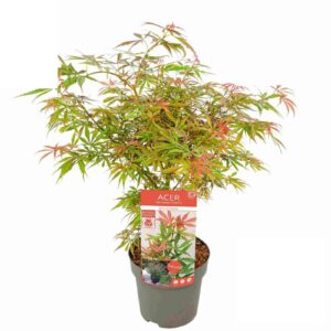 Acer palmatum Jerre Schwartz